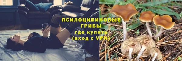 прущие грибы Осташков