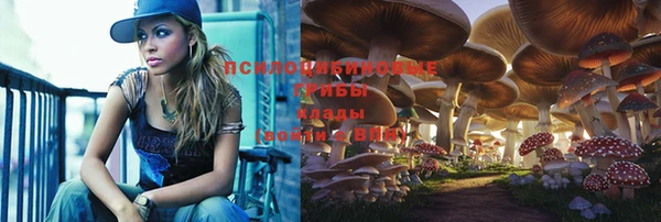 прущие грибы Осташков